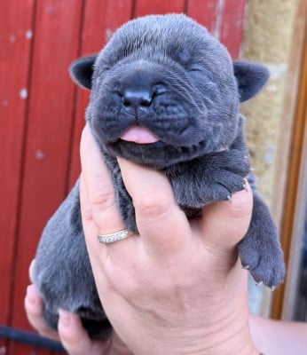 Les chiots de Cane Corso
