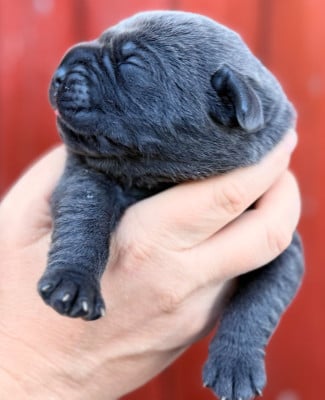 Les chiots de Cane Corso