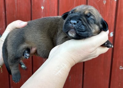 Les chiots de Cane Corso