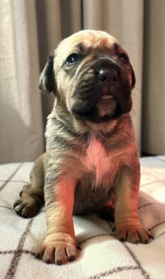 Les chiots de Cane Corso