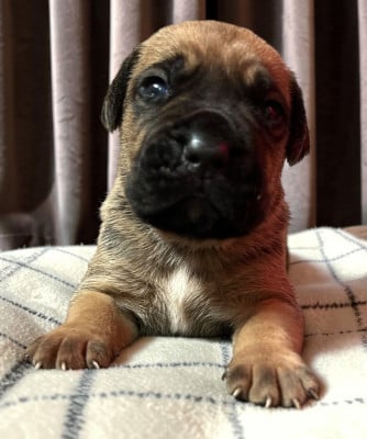 Les chiots de Cane Corso