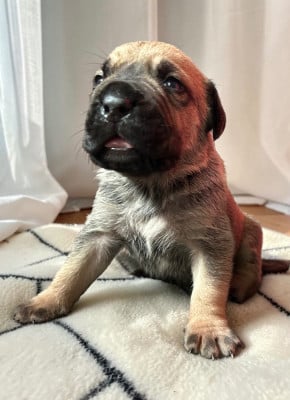 Les chiots de Cane Corso
