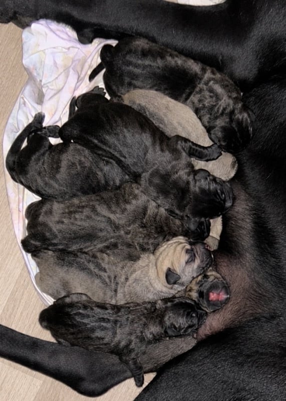 Cane Corso - Des Sentinelles De Reveden