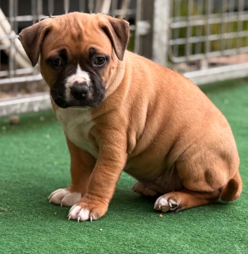 American Staffordshire Terrier - Des Sentinelles De Reveden