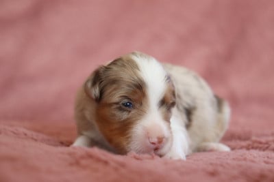 Les chiots de Berger Américain Miniature 