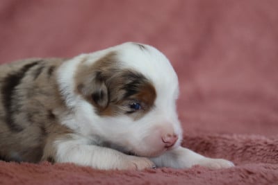 Les chiots de Berger Américain Miniature 
