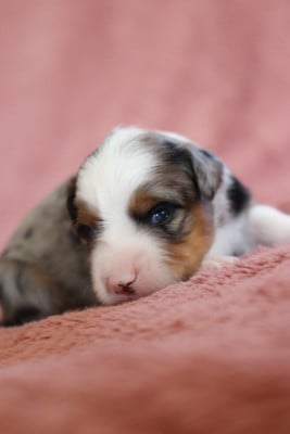 Les chiots de Berger Américain Miniature 