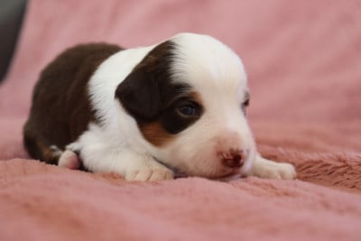 Les chiots de Berger Américain Miniature 
