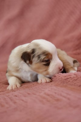 Les chiots de Berger Américain Miniature 