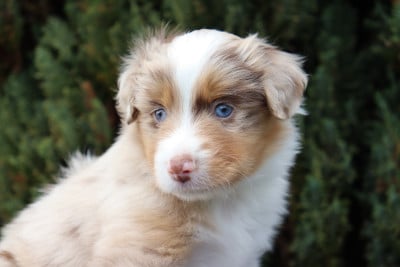 Les chiots de Berger Américain Miniature 