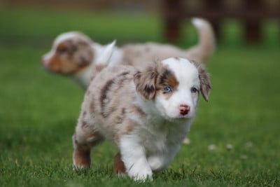 Les chiots de Berger Américain Miniature 