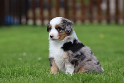 Les chiots de Berger Américain Miniature 