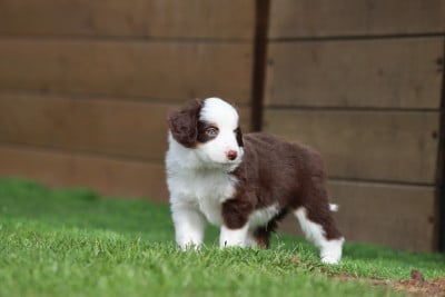 Les chiots de Berger Américain Miniature 