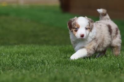 Les chiots de Berger Américain Miniature 