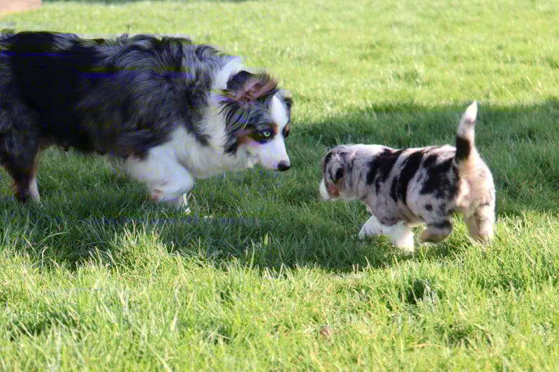 Berger Américain Miniature  - De La Source Des Merveilles