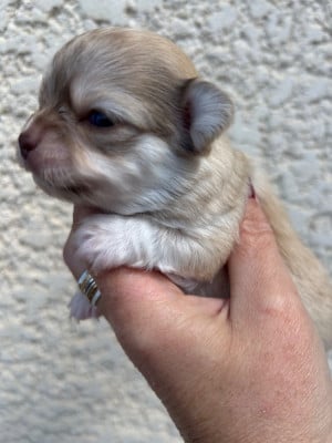 Les chiots de Chihuahua