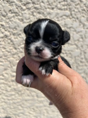 Les chiots de Chihuahua