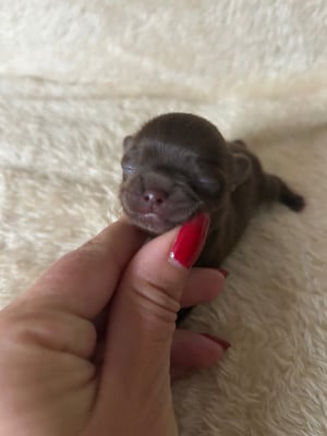 Chihuahua