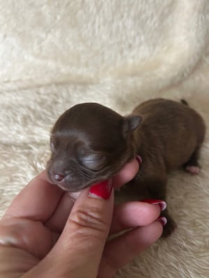 Blywën - Chihuahua