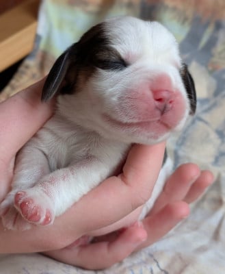 Les chiots de Beagle