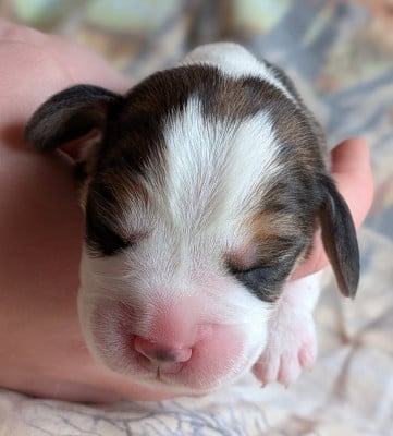 Les chiots de Beagle
