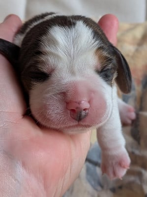 Les chiots de Beagle