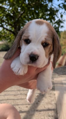 Les chiots de Beagle