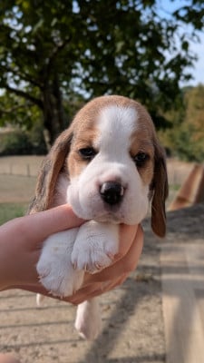 Les chiots de Beagle