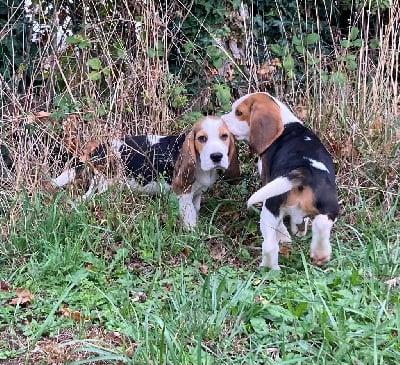 Les chiots de Beagle