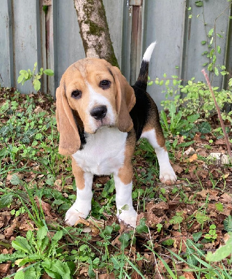 Les chiots de Beagle