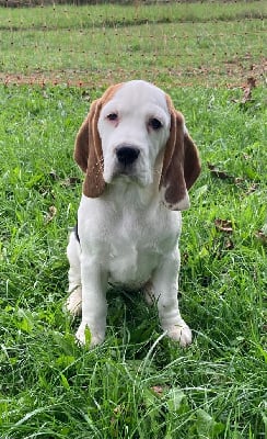 Les chiots de Beagle