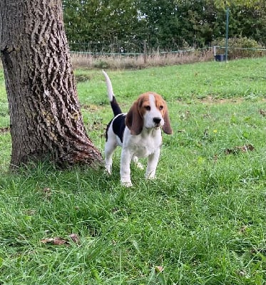 Les chiots de Beagle