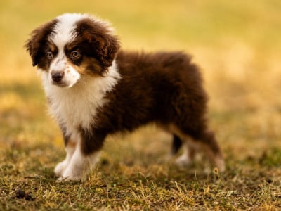 BELLA - Berger Américain Miniature 