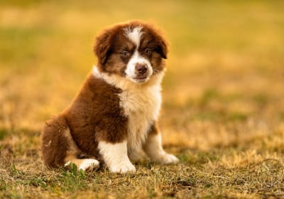 BALTO - Berger Américain Miniature 