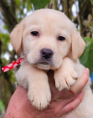 Les chiots de Labrador Retriever