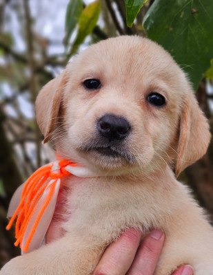 Les chiots de Labrador Retriever