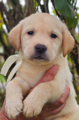 Les chiots de Labrador Retriever