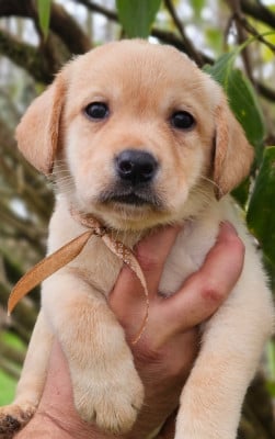 Les chiots de Labrador Retriever