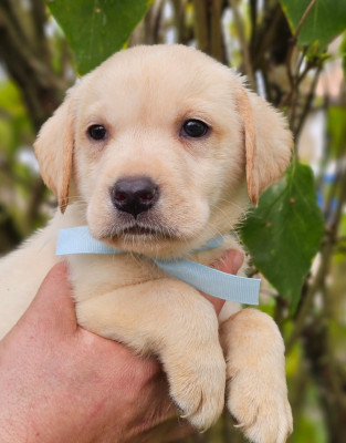 Les chiots de Labrador Retriever