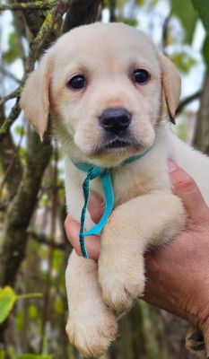 Les chiots de Labrador Retriever