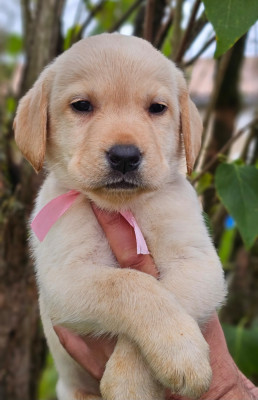 Les chiots de Labrador Retriever
