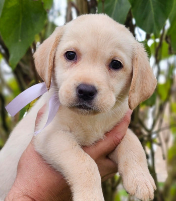 Les chiots de Labrador Retriever