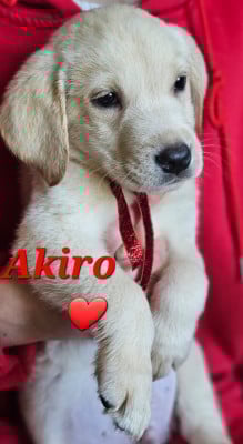 Les chiots de Labrador Retriever