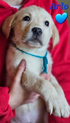 Les chiots de Labrador Retriever