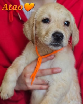 Les chiots de Labrador Retriever