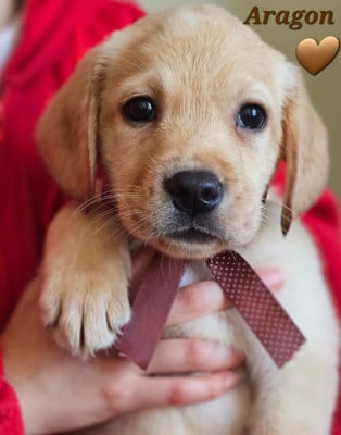 Les chiots de Labrador Retriever