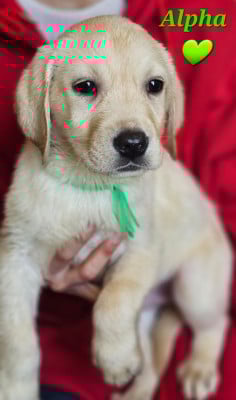 Les chiots de Labrador Retriever