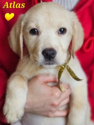 Les chiots de Labrador Retriever