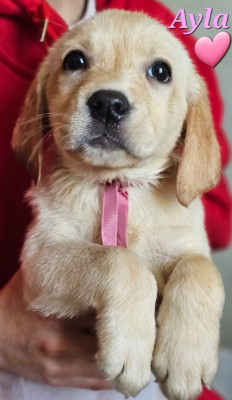Les chiots de Labrador Retriever