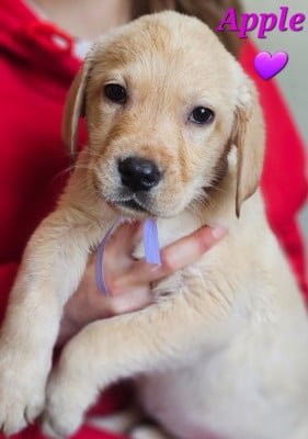 Les chiots de Labrador Retriever